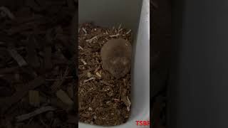 Pregnant Mouse mice mouse rodents [upl. by Morna261]