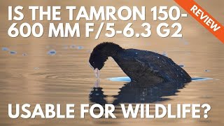 Tamron 150600mm G2 How to Use it for Wildlife Photography and Review [upl. by Eyahs]