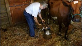 1 Cow Dairy Farm  Milking a Cow for Your SmallScale Homestead [upl. by Newell]