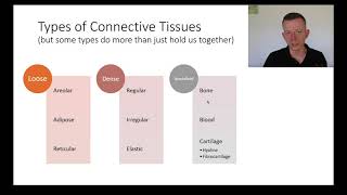 Intro to connective tissue  extracellular matrix [upl. by Noell812]