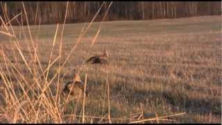 PF and Partners Protect 1200 Acres of Sharptailed Grouse Habitat [upl. by Dittman]