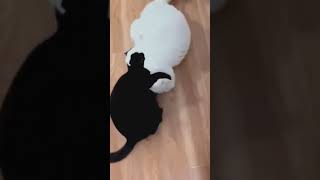 Cat lover cute cat catcute catlover cats catvideos cutecat cutebaby [upl. by Hildegaard615]