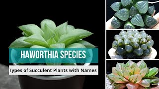 Haworthia Species  haworthia types of haworthia Succulent Plants with Names  haworthias [upl. by Tica295]