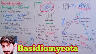 Basidiomycota  Basidiomycetes  Club Fungi  Biology 11th  Chapter 8 Fungi [upl. by Siravat306]