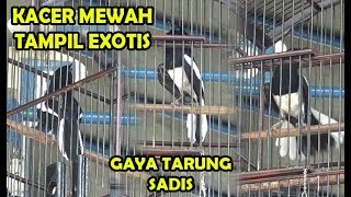 LOMBA KICAU BURUNG KACER  KACER MEWAH TAMPIL EXOTIS GAYA TARUNG SADIS TURUNKAN SAYAP [upl. by Susette]