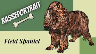 Field Spaniel  Video Rasseportrait [upl. by Idoj920]