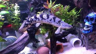 My Polypterus Delhezi Wilma [upl. by Geaghan]