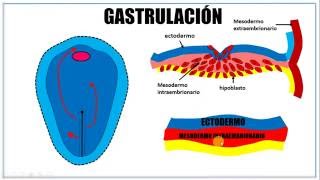 Tercera semana de desarrollo embrionario [upl. by Ahsikram]