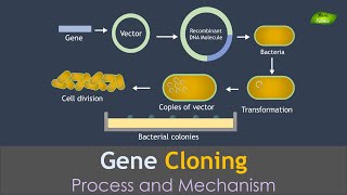 Gene Cloning Animation  Genetic Engineering  Basic Science Series [upl. by Nor]