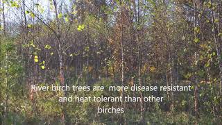 About Betula Nigra River Birch Trees [upl. by Aihsyla]