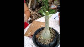 Adenium Flat Grafting Technique By ALS [upl. by Bradway]