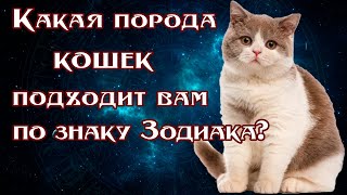 КАКАЯ ПОРОДА КОШЕК ПОДХОДИТ ВАМ ПО ЗНАКУ ЗОДИАКА [upl. by Koch]