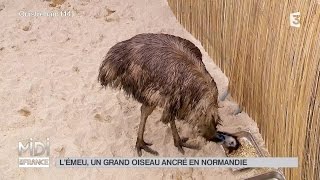 ANIMAUX  Lémeu un grand oiseau ancré en Normandie [upl. by Pamella210]