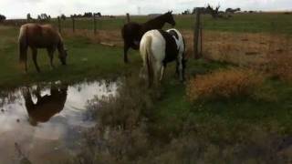 Why a Horse Eats Under Water  Allowing Horses to be Horses  Rick Gore Horsemanship [upl. by Iniffit]