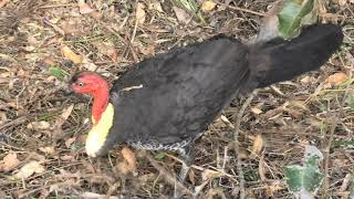 Australian Brushturkey 29 [upl. by Edurtreg455]