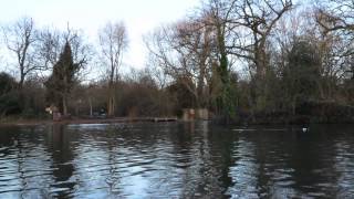 Tooting Bec Common Pond [upl. by Notaek]