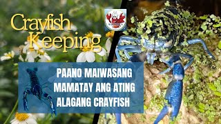 CRAYFISH KEEPING 101  BEGINNERS GUIDE  PAANO MAIWASANG MAMATAYAN NG ALAGANG CRAYFISH [upl. by Heida]