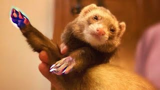 Ferret Dancing  TikTok Compilation 3 from friendlyquest [upl. by Notsnorb]