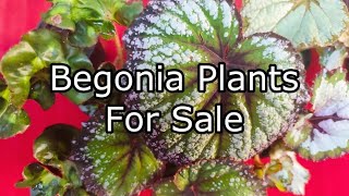 Begonia plants for sale online 8281723614 [upl. by Nosrettap29]