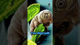 Tardigrade can survive even in space [upl. by Rurik]