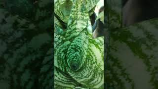 Gasteria flowplantsour terracegardenindoorplants youtube shorts like subscribe [upl. by Harhay]