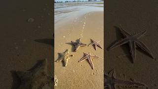 Rescuing Rarest Starfish shorts starfish fishing [upl. by Trudie]