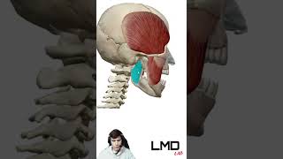 ANATOMIA  Quiz 5 Shorts [upl. by Mirilla]