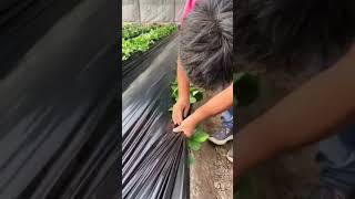 installation of plastic mulch for strawberry plants shorts [upl. by Aivitnahs]