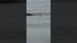 Spike Island Birds looking for food in the mud [upl. by Joceline408]