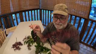 Wild Edible WV Plants Quest to get on the Alone show [upl. by Attinahs]