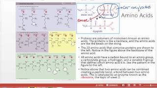 Proteins and Enzymes for Anatomy and Physiology [upl. by Lontson]