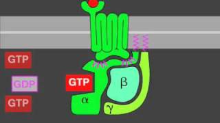 Gprotein signaling [upl. by Aknahs]