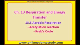 Acetylation of Pyruvic acid and Krebs Cycle [upl. by Etteluap]