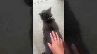 I don’t think he cared He purred the whole time lol 😂 shorts funny cat cute pets funnypets [upl. by Sokram]