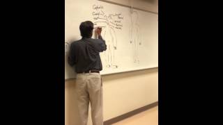 Lesson 1  Part 1 Atlas A  Anatomical Position  Terminology Body regions [upl. by Conney]