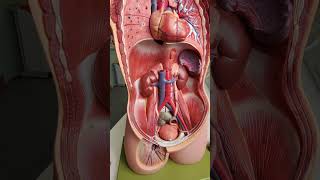 Where are the kidneys anatomy [upl. by Dyche]