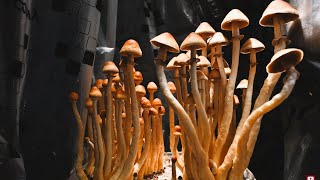 MUSHROOMS TIME LAPSE  5 days in 1 minute [upl. by January]