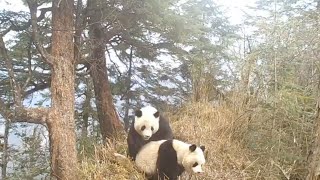 Rare footage of wild giant pandas mating in Sichuan SW China [upl. by Schuyler]