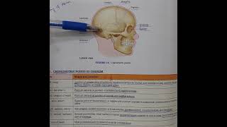 Craniometric Points of Cranium [upl. by Ayin]