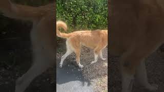 Nothing like giving a 200lb dog a bath viralvideo reels youtubeshorts funny malaklı doglover [upl. by Oiraved]