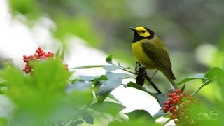 Hooded Warbler Portrait [upl. by Eniroc]