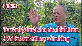 Tư vấn hỗ chợ kỹ thuật cho bác chỉnh thôn 4 xã Ea Đar 350 cây vải [upl. by Eniwtna]