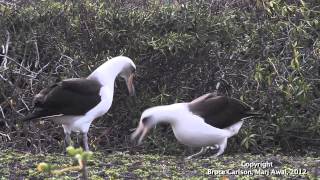 Laysan Albatross Courtship [upl. by Enelehcim129]