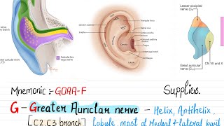 Nerve supply of external earpinnaear auricleMnemonicGOAAF neetpg fmge medico nerves [upl. by Wulfe637]