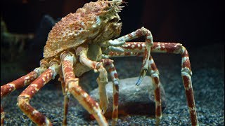 Check Out This Japanese Spider Crab Molt [upl. by Halehs]