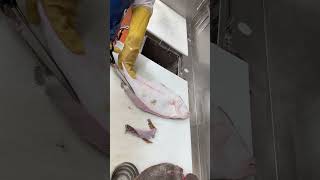 Lenguado un pescado muy rico para un buen ceviche￼￼￼ [upl. by Secor]