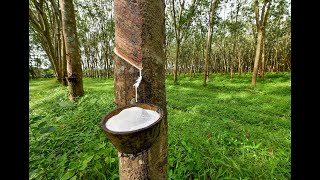 Rubber cultivation Hevea brasiliensis [upl. by Corella97]