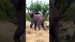 Elephant Throws A Tantrum [upl. by Adrien]