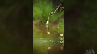 Battle between life 😯Snake🐍 vs Arowna Fish 🐠🐟 [upl. by Amalburga]