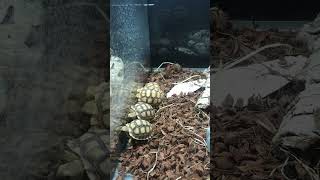 Petites tortues qui deviendrons tres grandes et tres lourdes  1 mètre pour 100 kg en captivité [upl. by Somerset]